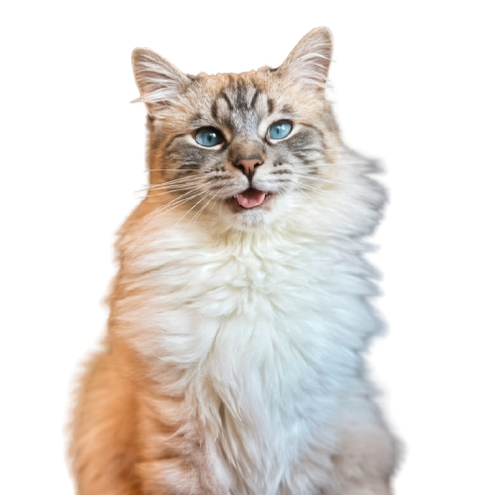 MeowMart
